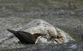 White-throated Dipper