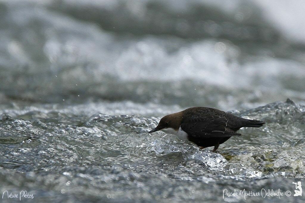 White-throated Dipper