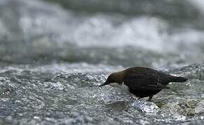 White-throated Dipper