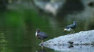 White-throated Dipper