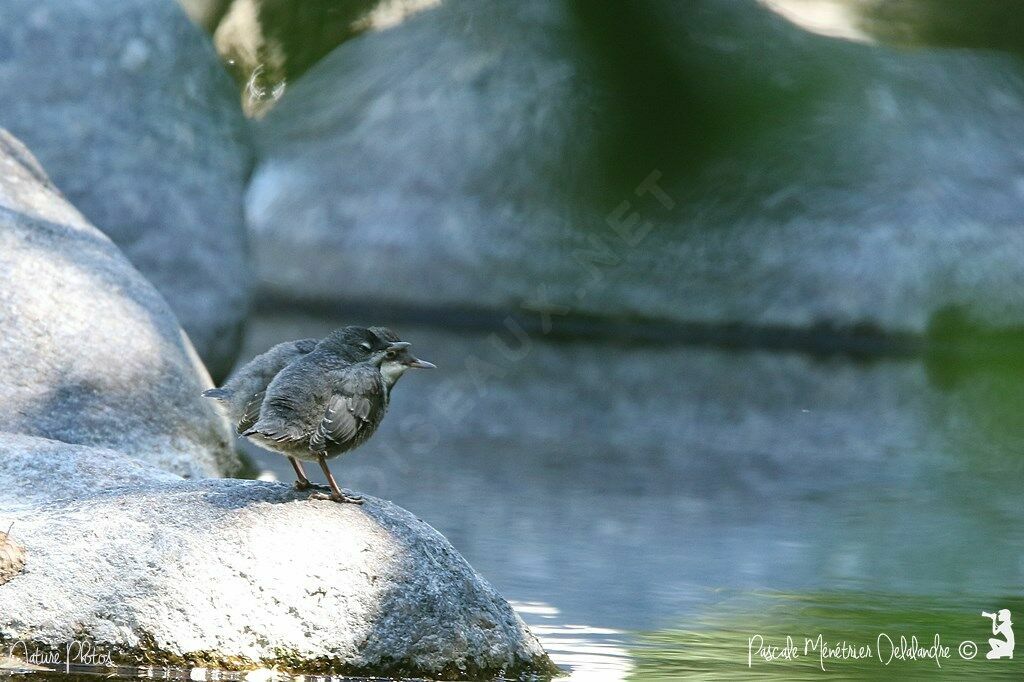 White-throated Dipper