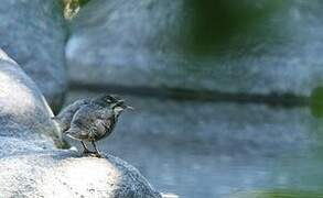 White-throated Dipper