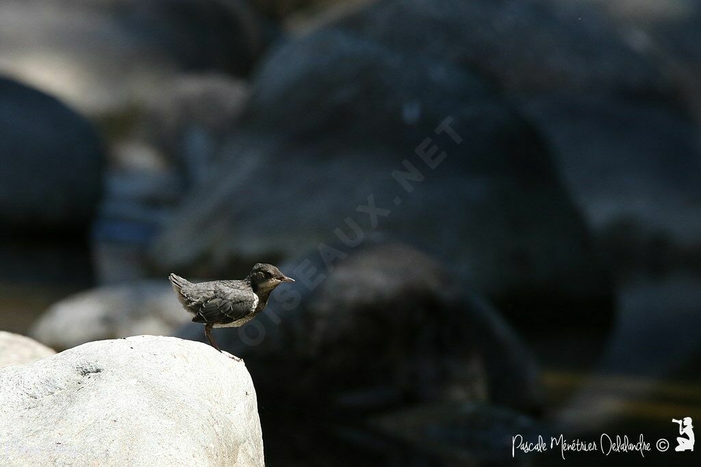 White-throated Dipper