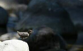 White-throated Dipper