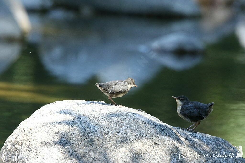 White-throated Dipper