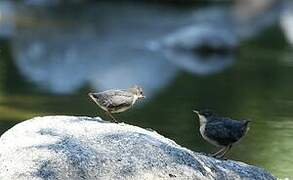 White-throated Dipper