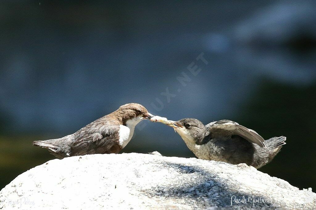 White-throated Dipper