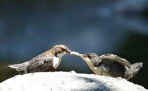 White-throated Dipper