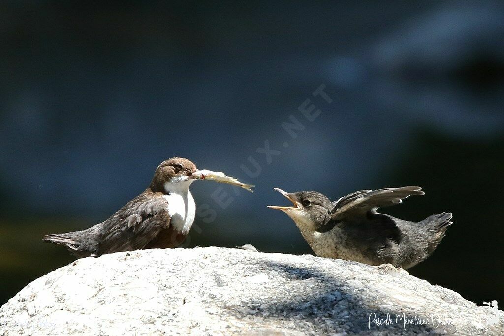 White-throated Dipper