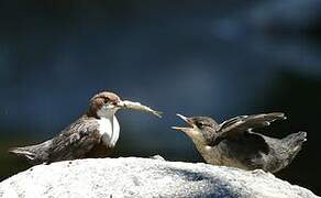 White-throated Dipper