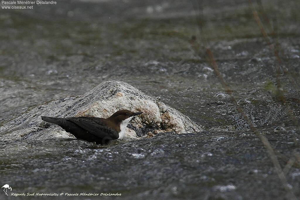 White-throated Dipper