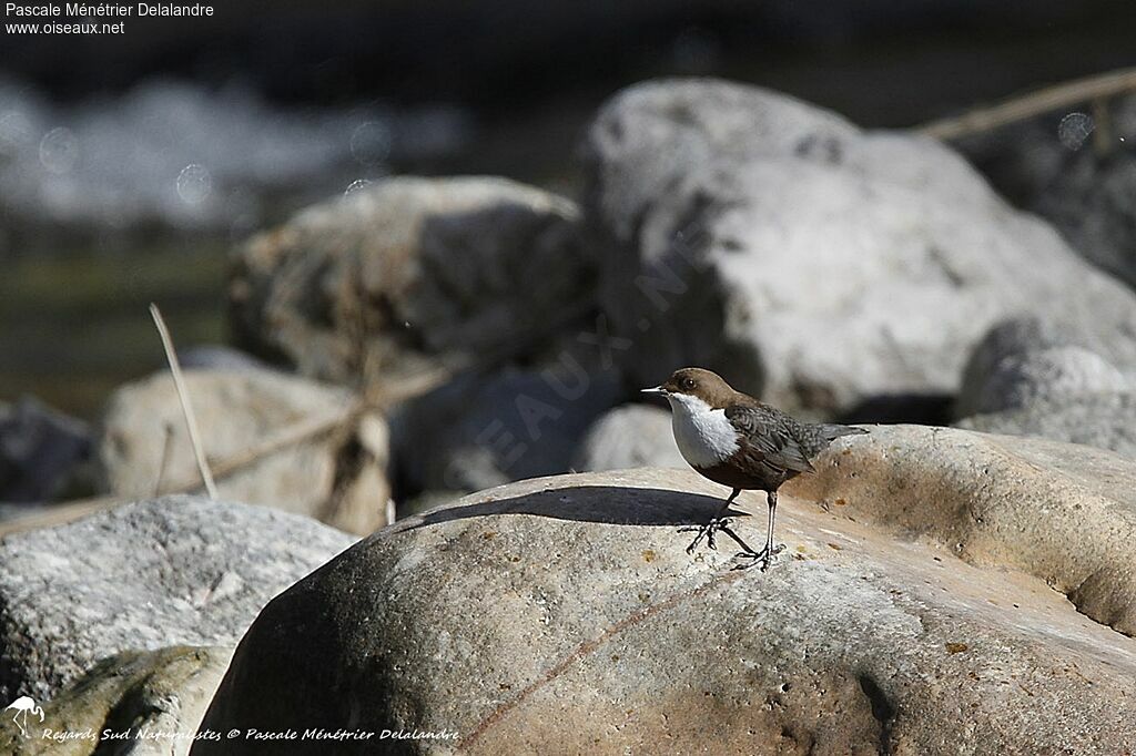 White-throated Dipper