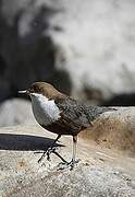 White-throated Dipper