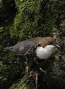 White-throated Dipper