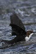 White-throated Dipper