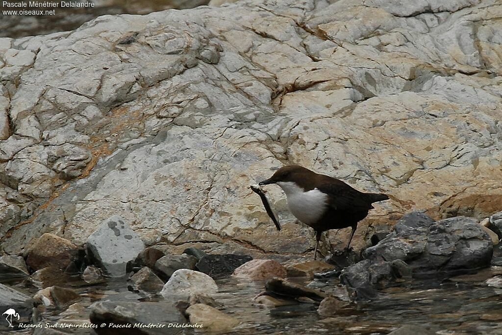 White-throated Dipper