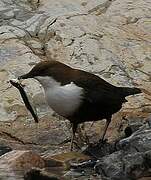 White-throated Dipper