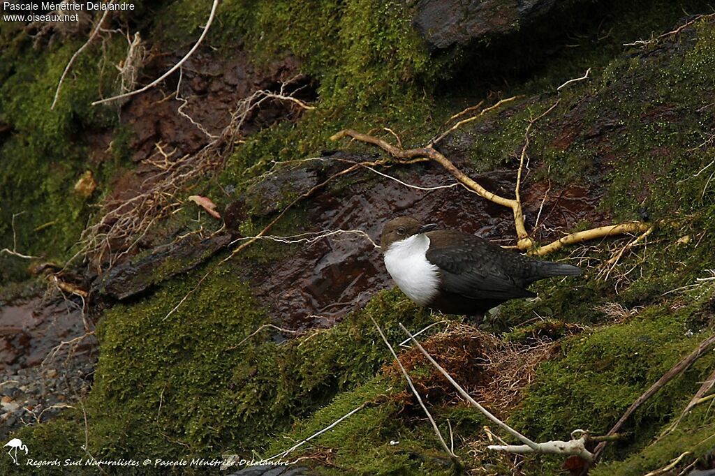 White-throated Dipper