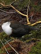 White-throated Dipper