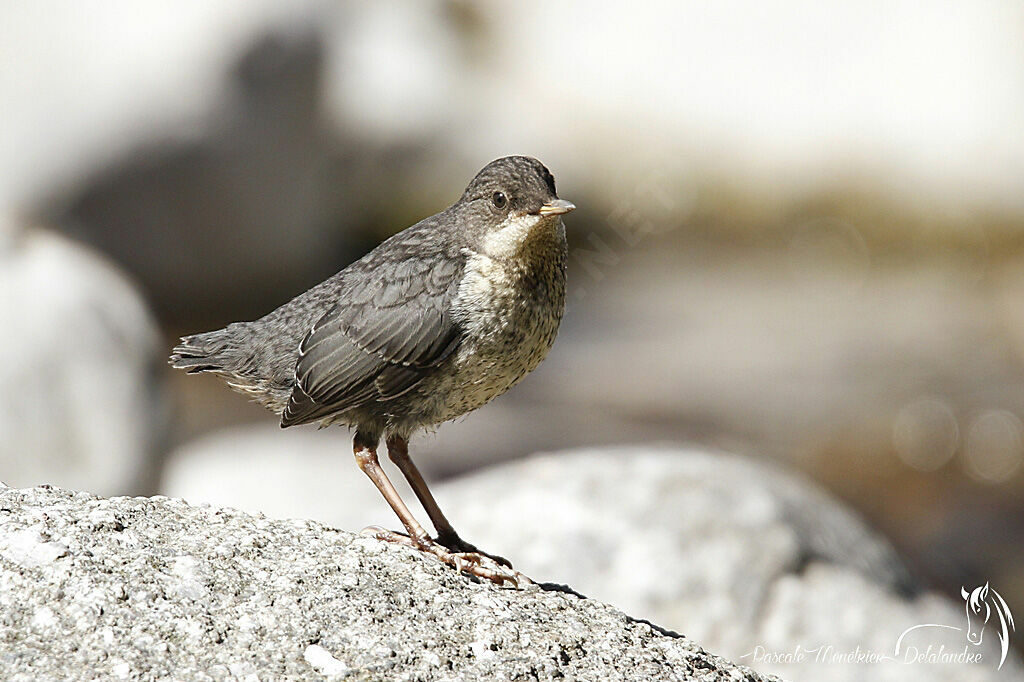 White-throated Dipperjuvenile