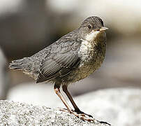 White-throated Dipper