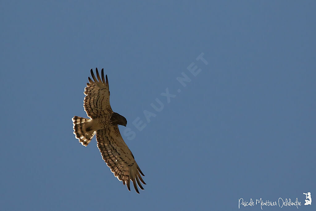 Short-toed Snake Eagle