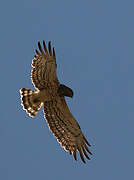 Short-toed Snake Eagle