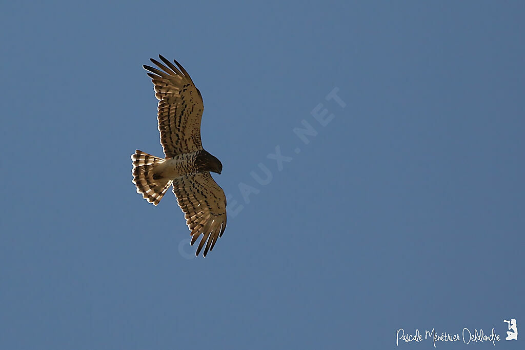 Short-toed Snake Eagle