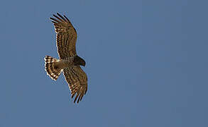 Short-toed Snake Eagle