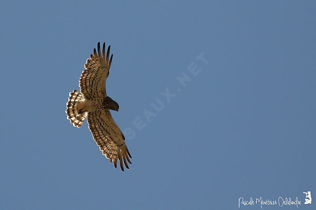 Short-toed Snake Eagle