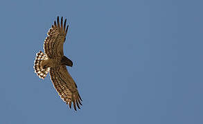 Short-toed Snake Eagle