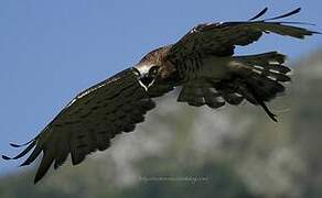 Short-toed Snake Eagle