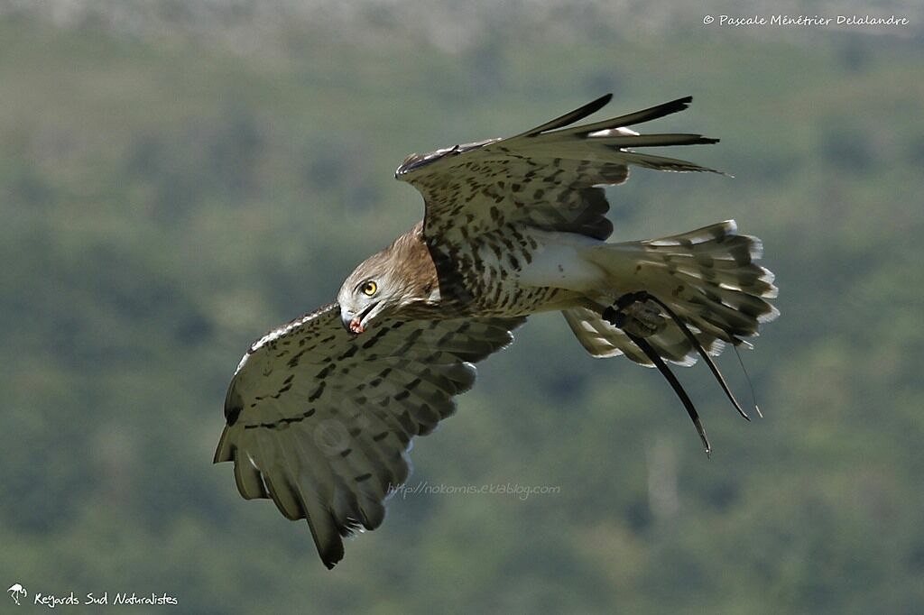 Short-toed Snake Eagle