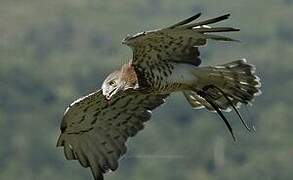 Short-toed Snake Eagle