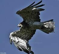 Short-toed Snake Eagle