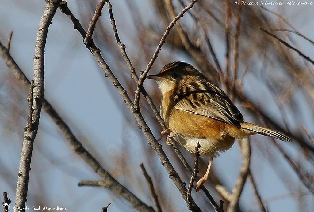 Zitting Cisticola