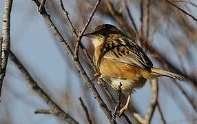 Zitting Cisticola