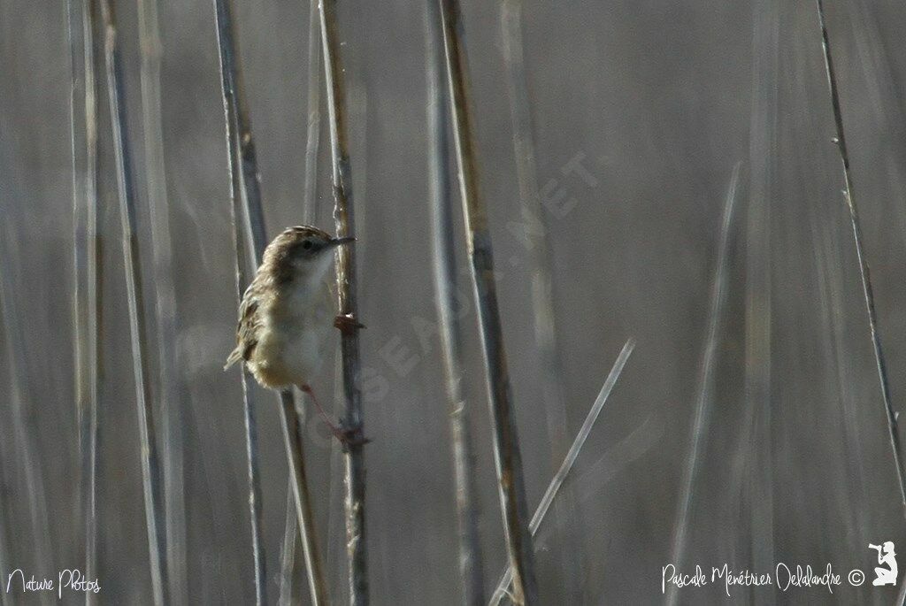 Zitting Cisticola