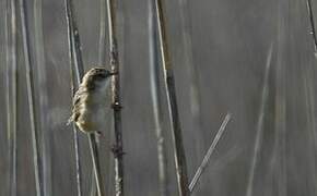 Zitting Cisticola