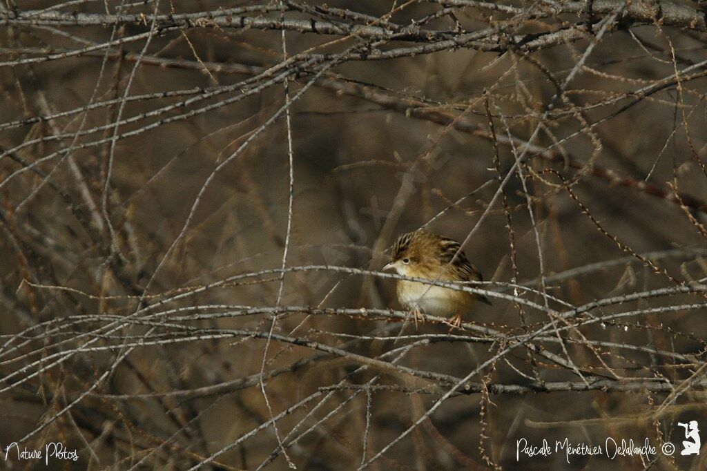 Zitting Cisticola