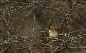 Zitting Cisticola