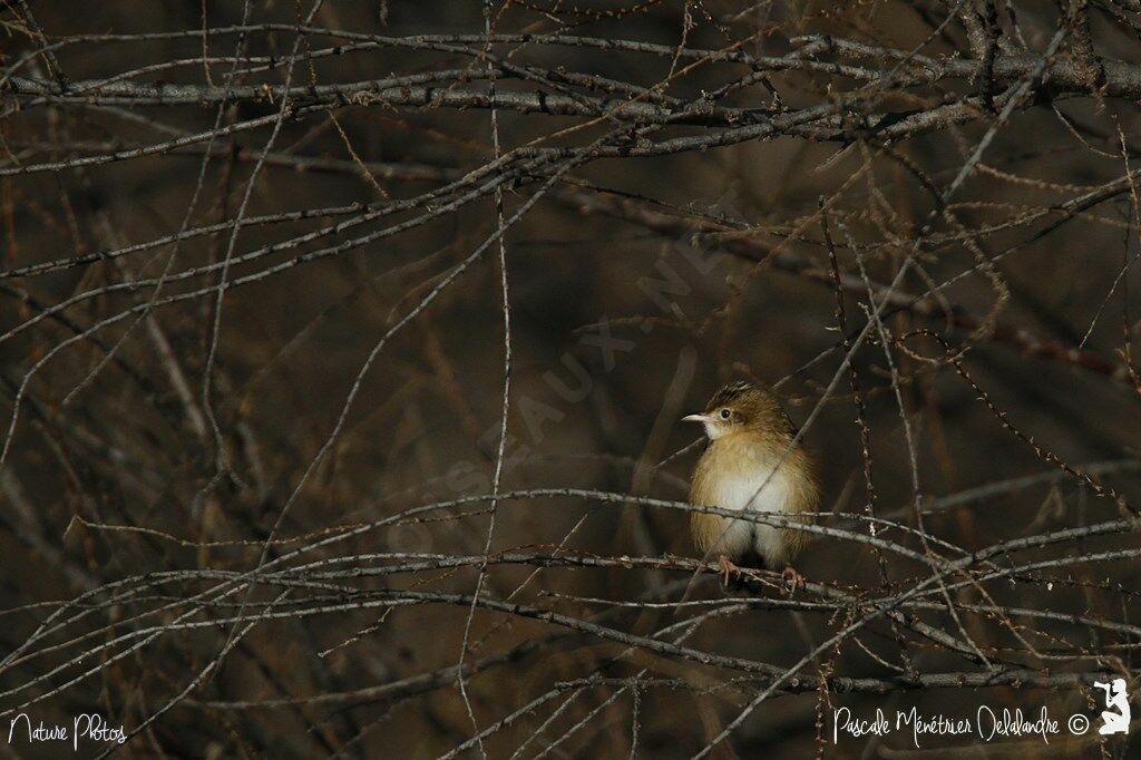 Zitting Cisticola