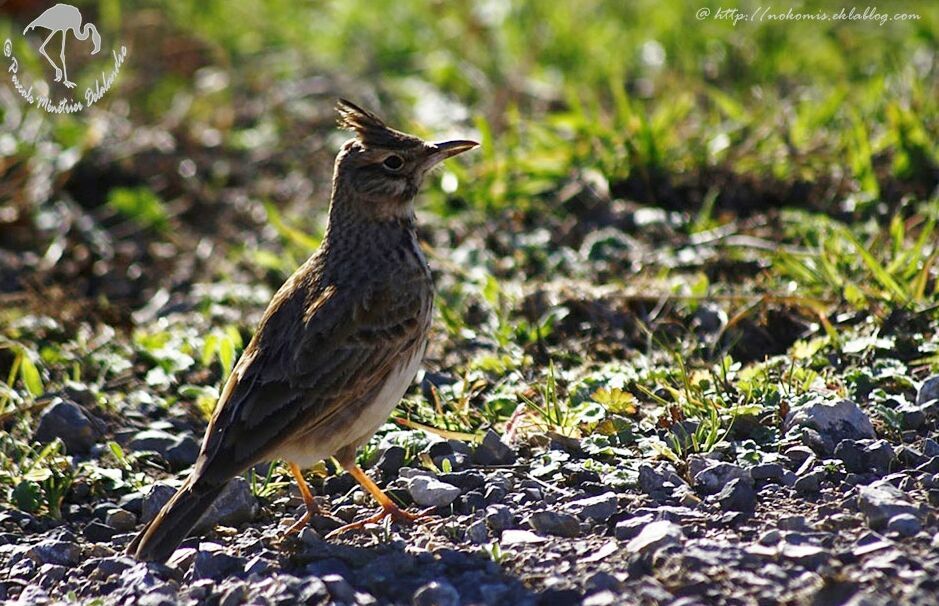 Crested Lark