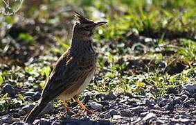 Crested Lark