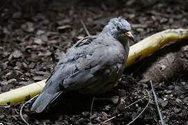 Croaking Ground Dove