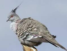 Crested Pigeon