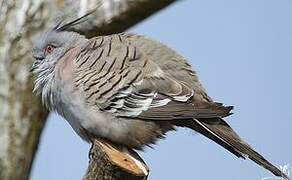 Crested Pigeon