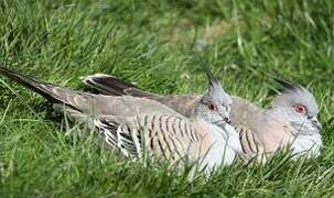 Crested Pigeon