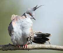 Crested Pigeon