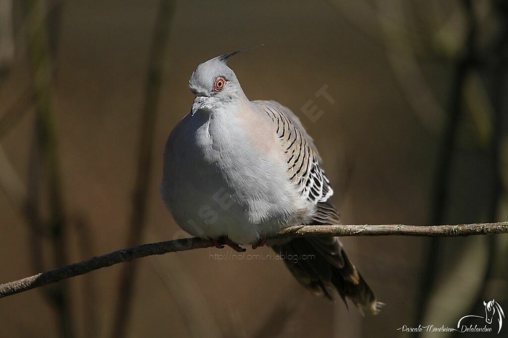 Crested Pigeon